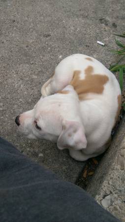 pit mix pup (milwaukee)