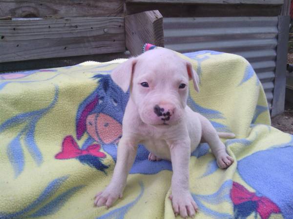 Found Lab Mix yellow male puppy (Lexington)