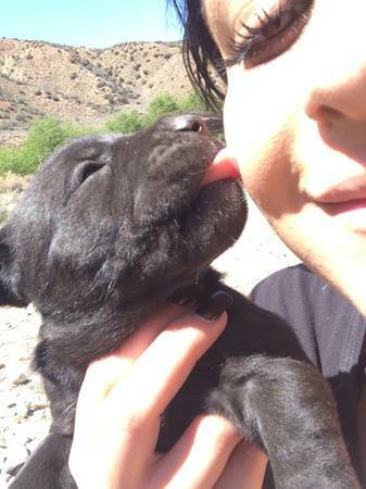 Pit Puppies Purebred, Super Cute (North Hollywood)