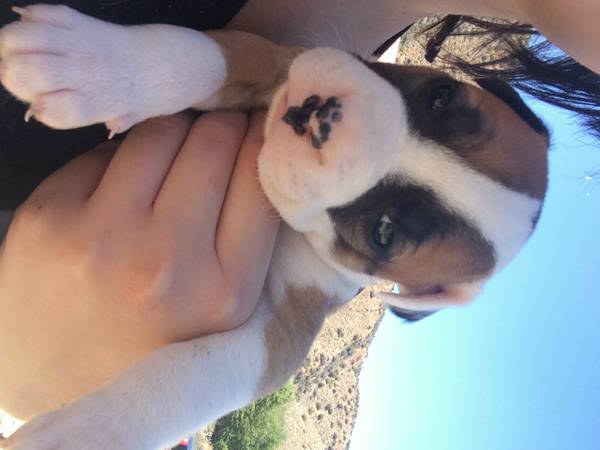 Pit Puppies Purebred,  Super Cute (Reduced Rehoming Fee) 250 (Hollywood, North Hollywood, Palmdale)