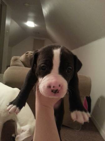 pit puppies (west side of Cleveland)