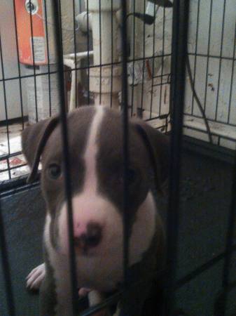 Pit puppy