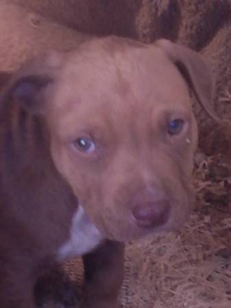 pit puppy (north las vegas)