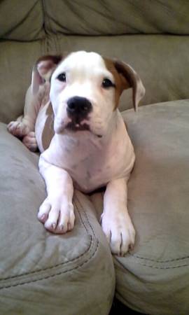 pitbull boxer puppy