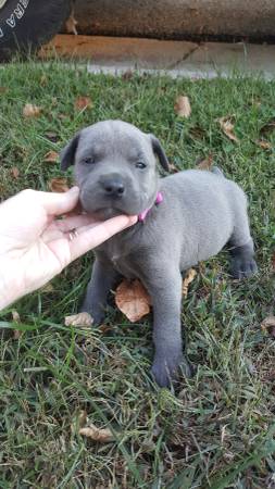 Pitbull lab mix puppies (Bear)