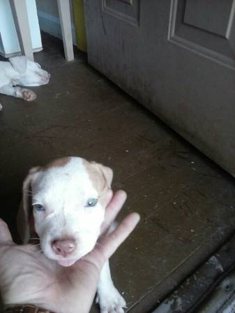 pitbull puppies 10 weeks (phenix city)