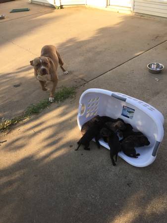 Pitbull puppies