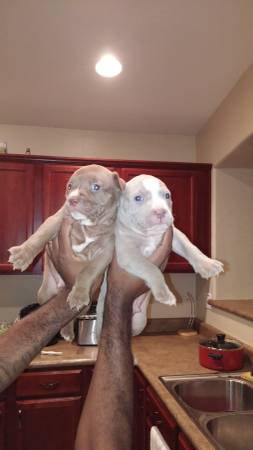 pitbull puppies