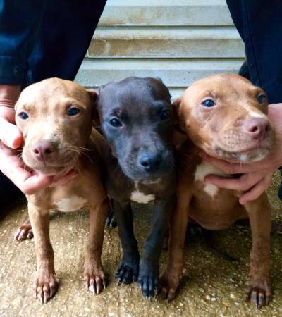 Pitbull puppies (DE)