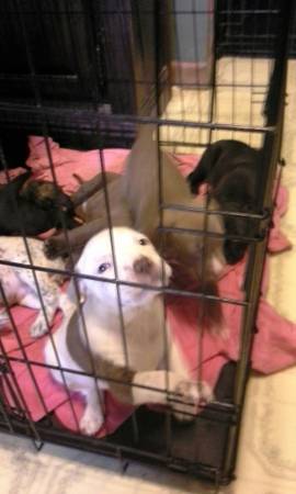 Pitbull puppies (hillsboro)