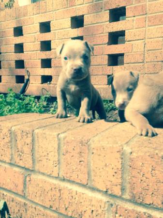 Pitbull Puppies (Oklahoma City)