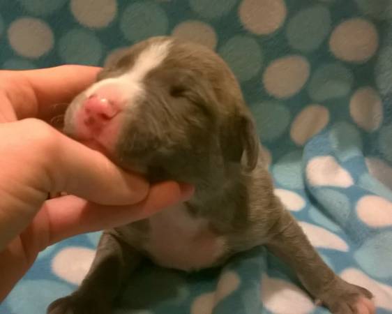 PitBull Puppies (Salem, Mo)