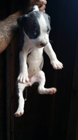 Pitbull Puppies (United States)