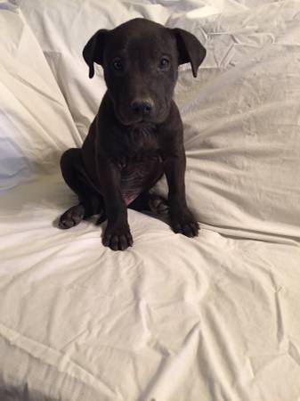 Pitbull puppy (north las vegas)