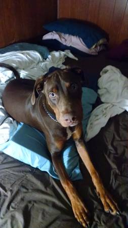 Pitred dobbie needs home (Eldersburg MD)