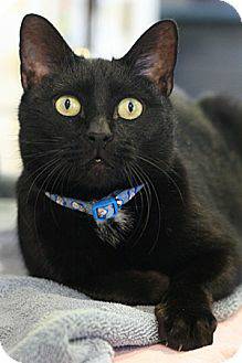 Playful, young Calypso will steal your heart (Howard County Cat Club)