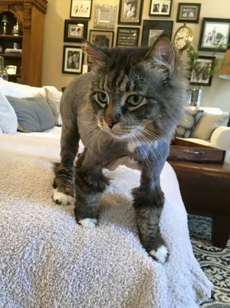 PLEASE FIND FLOYD LOST GRAYWhite CAT (WIndermere535Chase)