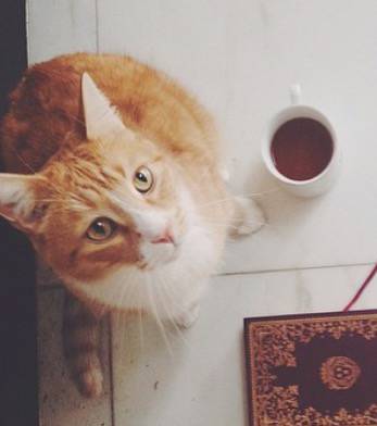 Please HELP me find my LOST CAT in Sunset Hills Area (Red tabby) (Sunset Hills)