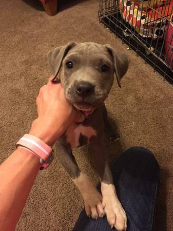 Pocket Pit Puppy for Adoption (Mission)