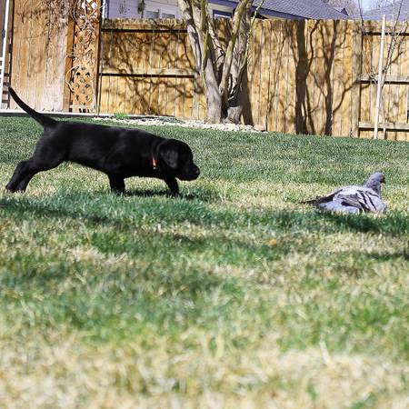 Pointing Lab Puppies (Nampa)