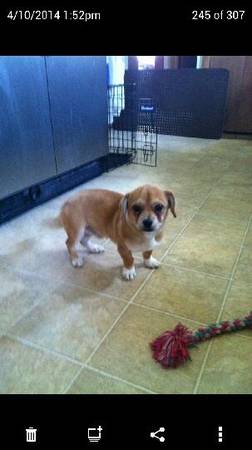 Polo needs a new home (Old Hickory)