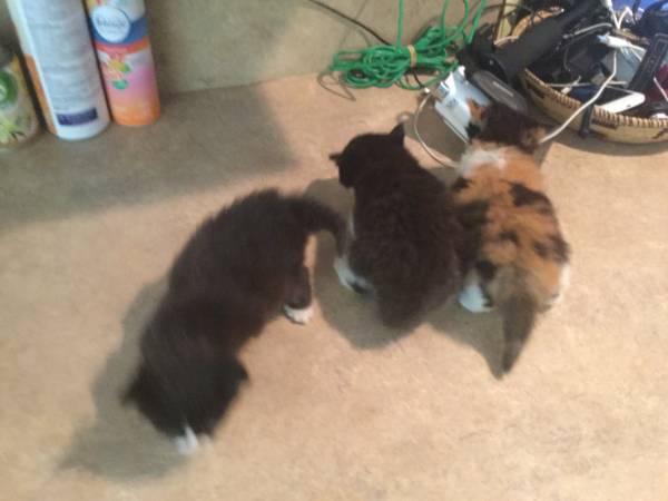Polydactyl kittens free