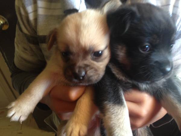 Black and Tan Coonhound puppies (Minco)