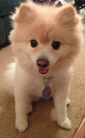 Pomeranian Dog Looking for Loving Home (Westland)