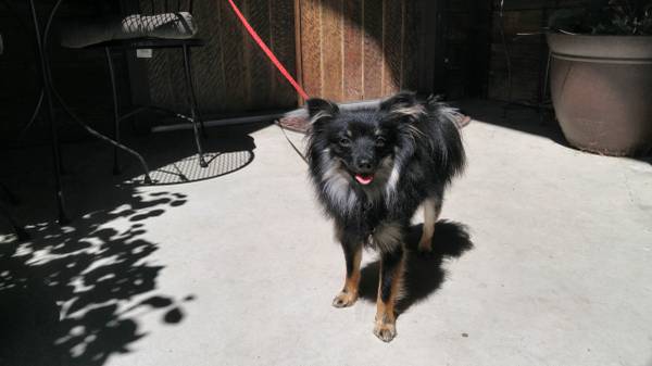 Pomeranian (male) (Boise)