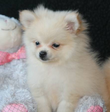 Pomeranian Puppy For rehome