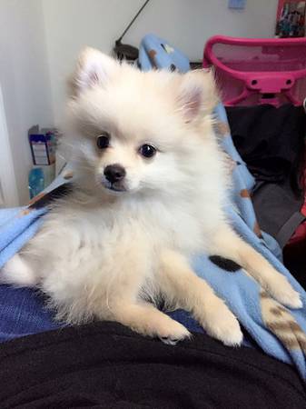 Pomeranian rehome (3 months old) (san jose north)