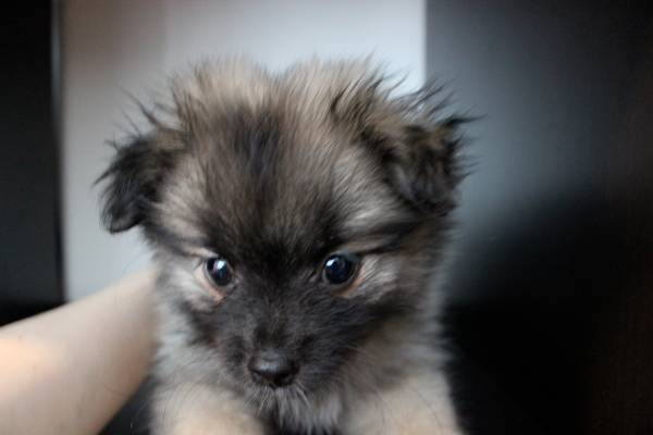 Pomeranians Ready to Go (Bellevue)