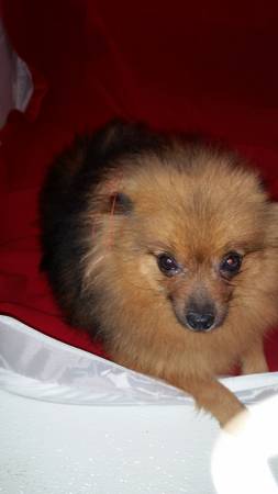 Pomeranians (Waterloo)