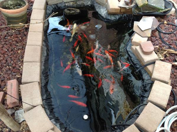 Pond quality goldfish (Carrollton)