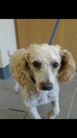 Poodle for adoption Sat. Sept. 5, 10