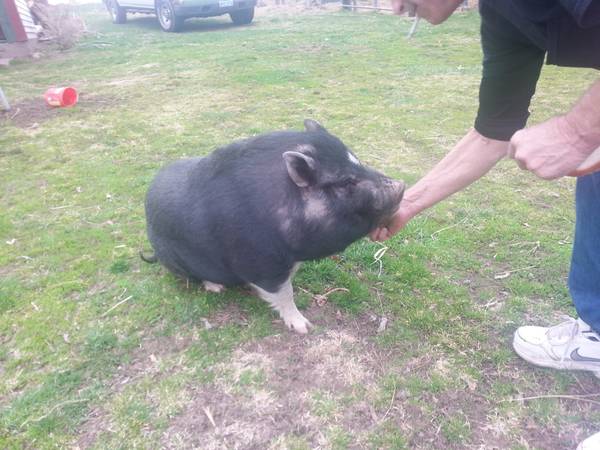 pot belly pig (Hinckley)