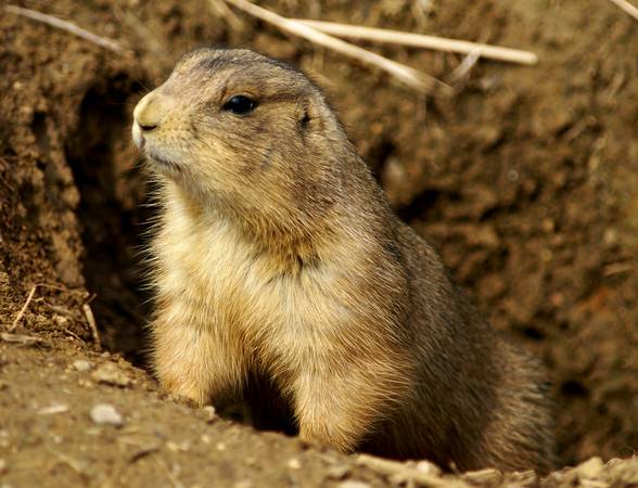 Prairie Dog Hunting