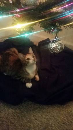 pregnant cat needs good home immediately please help (gulfport)