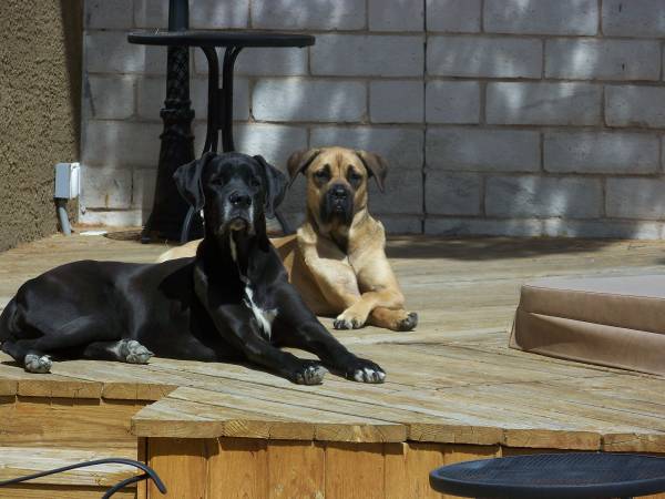 Presa Canario (las vegas)