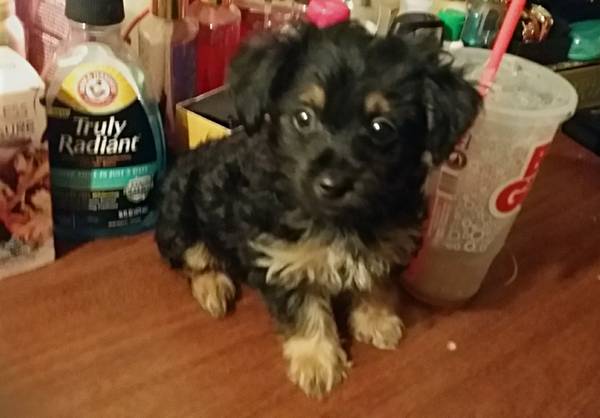 Price Reduced  Yorkipoo Puppy