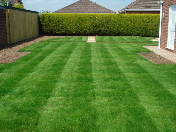 Professional affordable lawn mowing (Omaha)