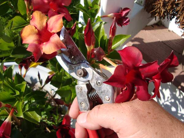PROFESSIONAL LANDSCAPE PRUNING amp TREE AND SHRUB CARE (DELAWARE)
