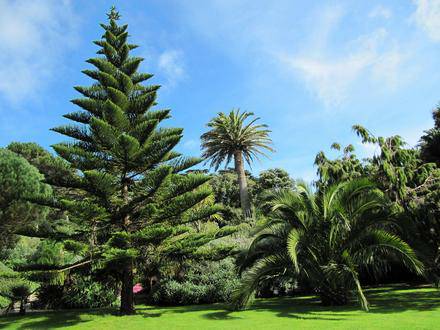 PROFESSIONAL QUALITY AFFORDABLE TREE SERVICE (ISLAND WIDE FREE ESTIMATES)