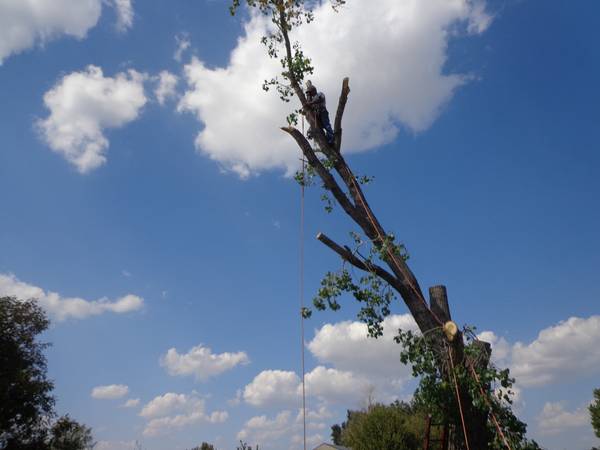 Professional Tree Service (okc)