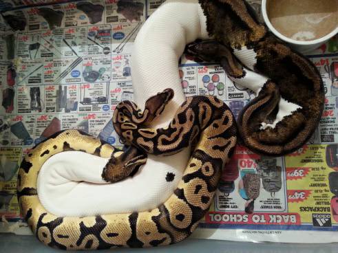 Proven Male Pastel 100Het Pied Ball Python (Ventura)