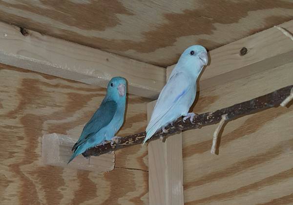 Proven Parrotlet Pair 175 (Dighton, MA)