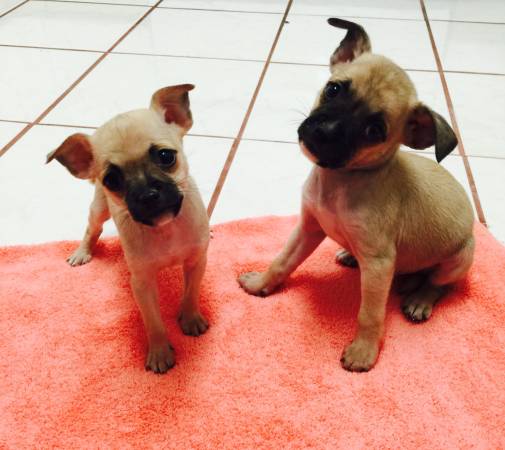 Pug Chihuahua Puppies CHUGS (Kapolei)