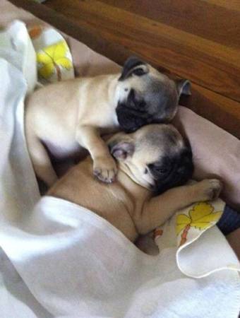 Pug puppies