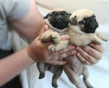 Pug puppies