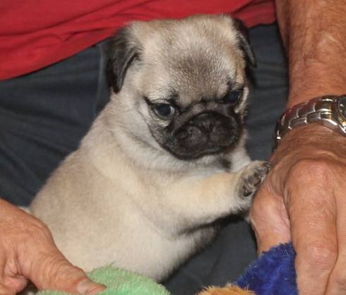 Pug Puppies Available (wyoming)